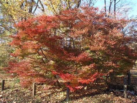 銅樹開花|ドウダンツツジ